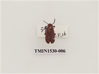 藏品(前角扣頭蟲科)的圖片